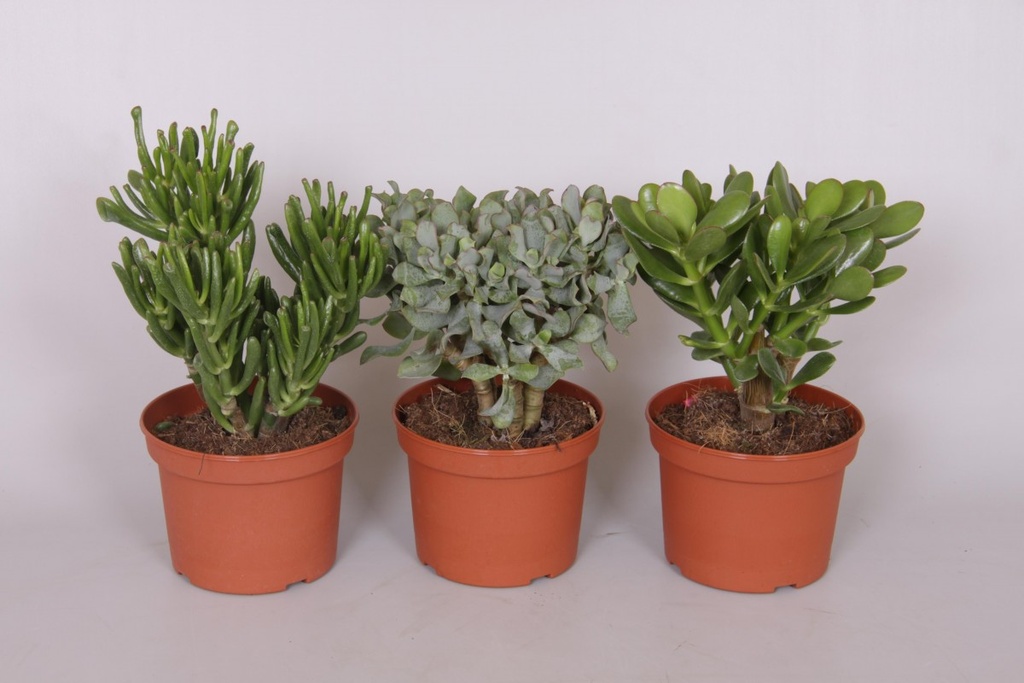 Crassula