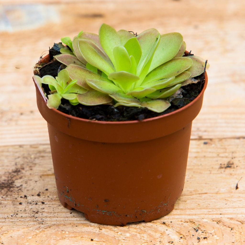 Pinguicula 'Weser'