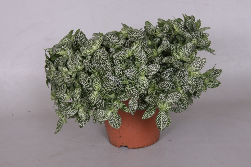 Fittonia