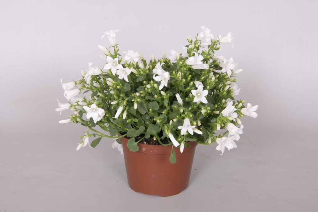 Campanula 'Get mee'