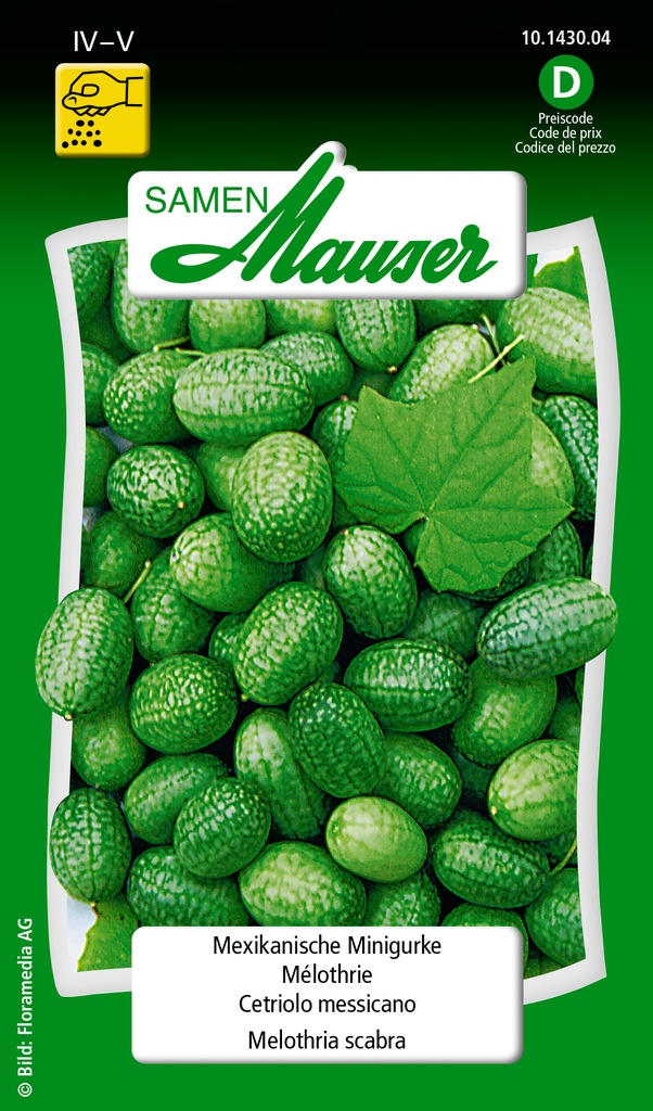 Concombre mini (mexicain) Melothria scabra