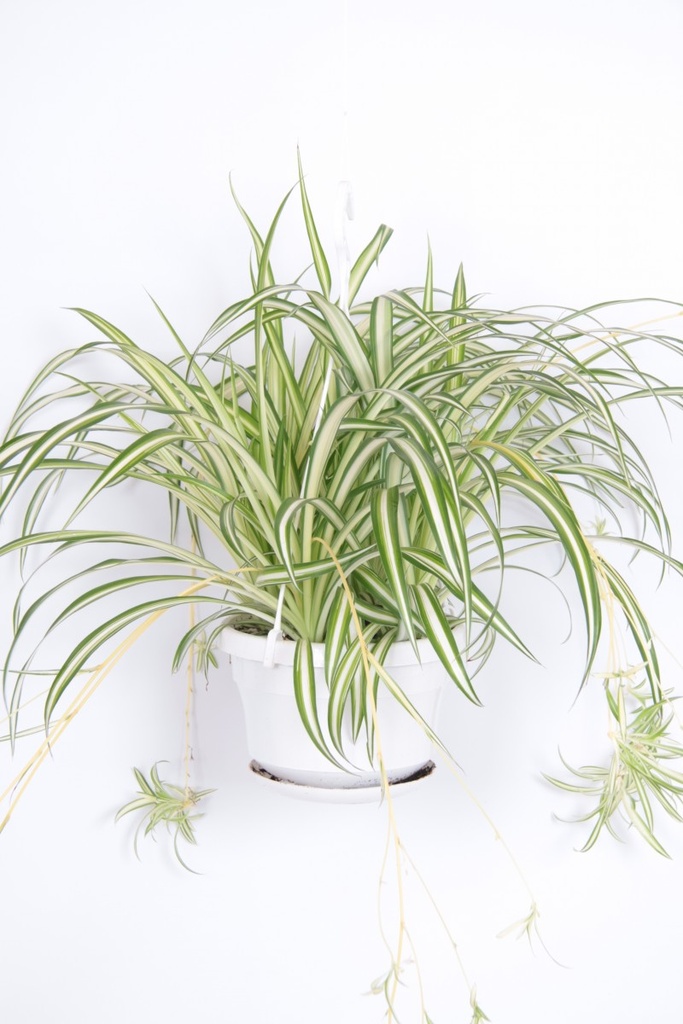 Chlorophytum