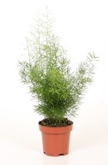 Asparagus densiflorius 'Sprengeri'