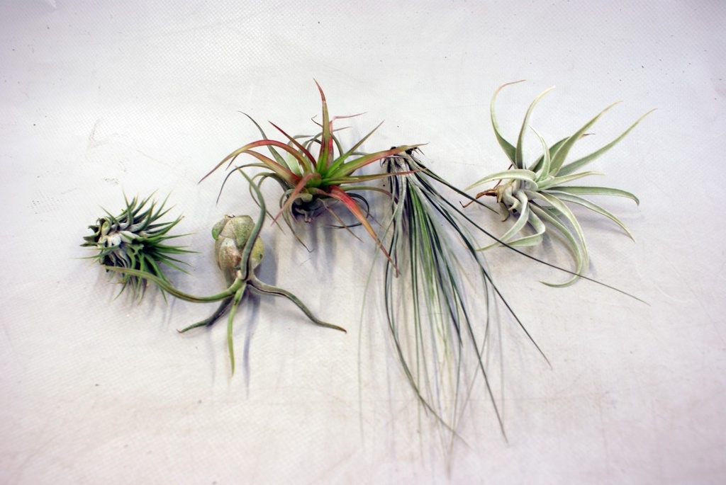 Tillandsia - vrac