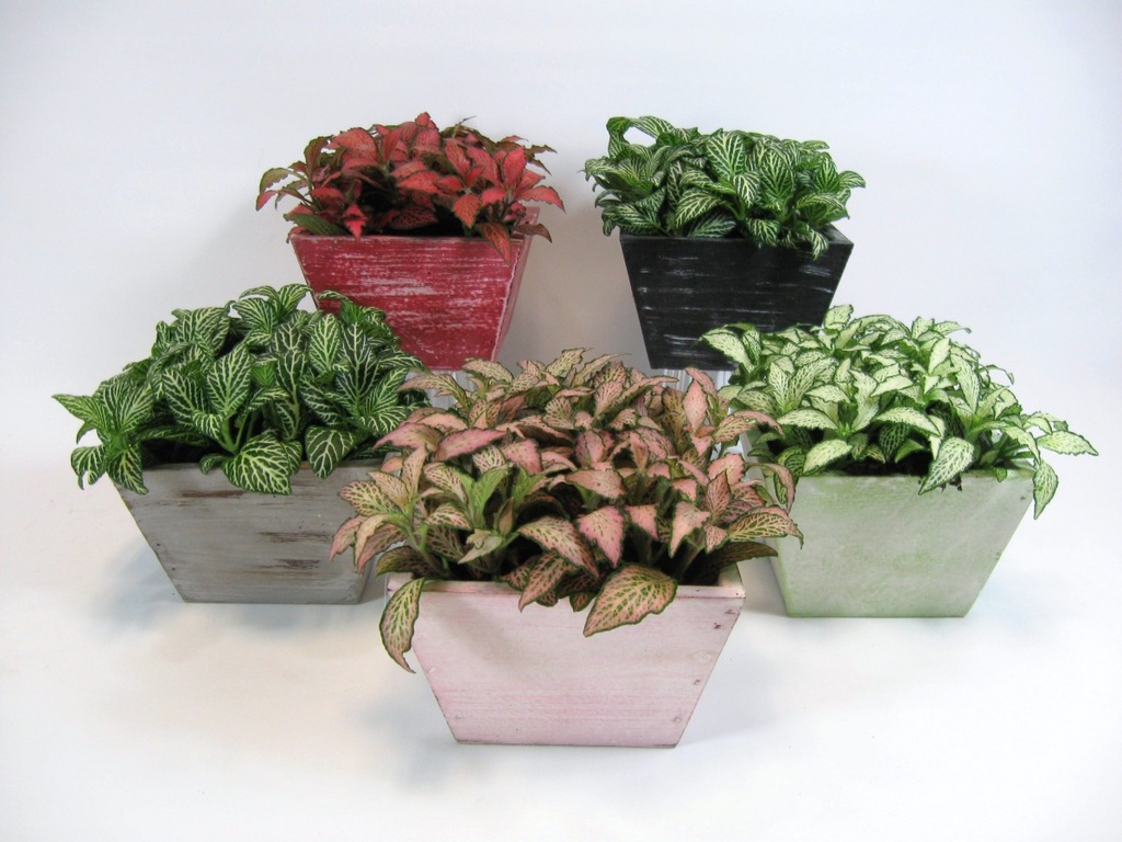 Fittonia