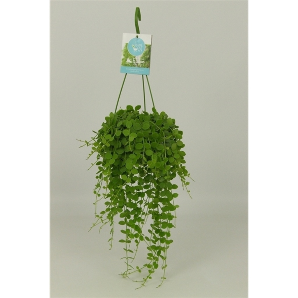 Dischidia nummularia