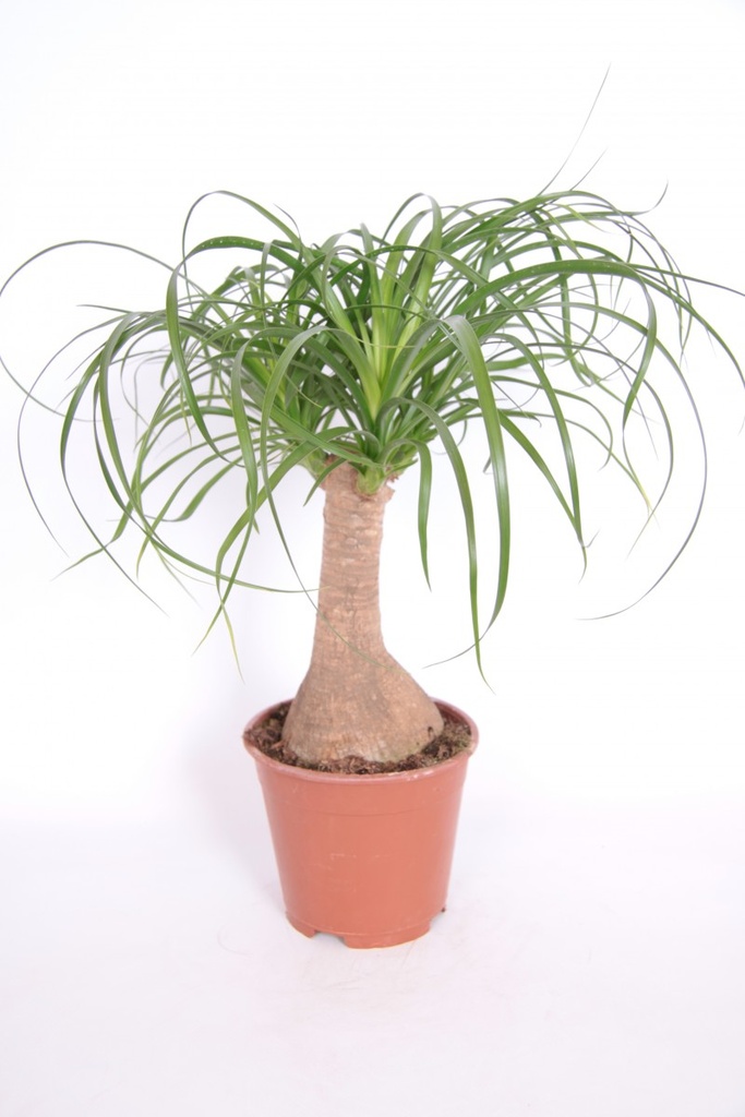 Beaucarnea recurvata