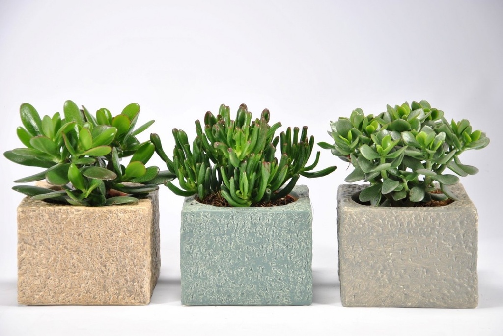 Crassula
