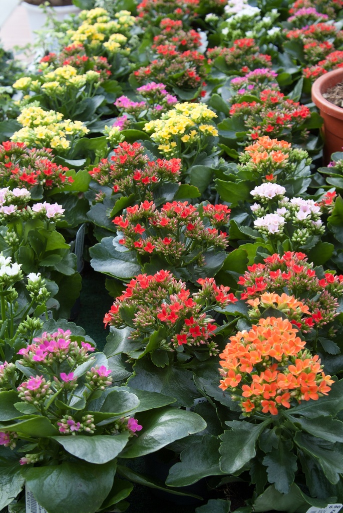 Kalanchoe blossfeldiana