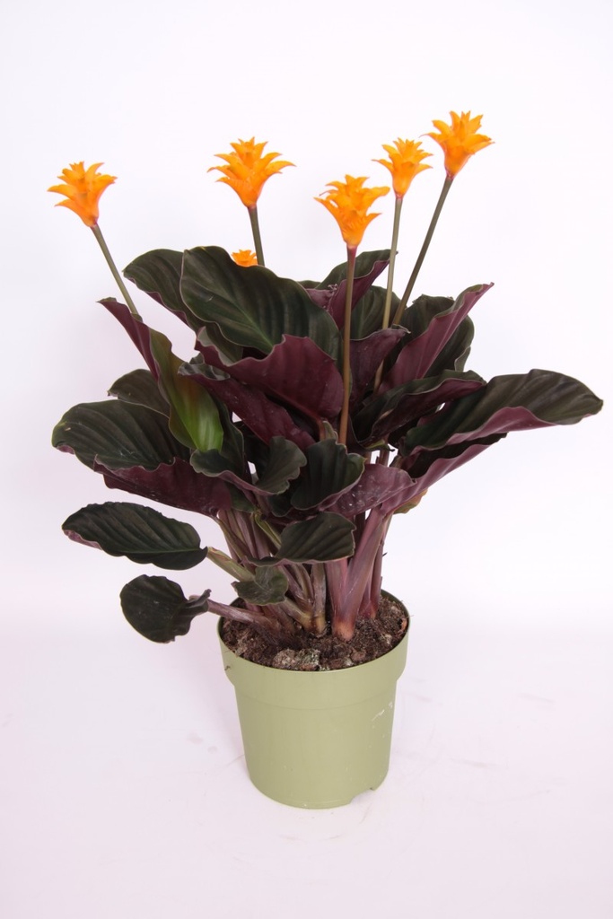 Calathea crocata