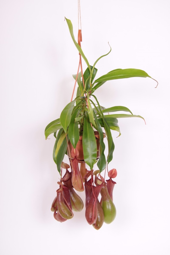 Nepenthes alata