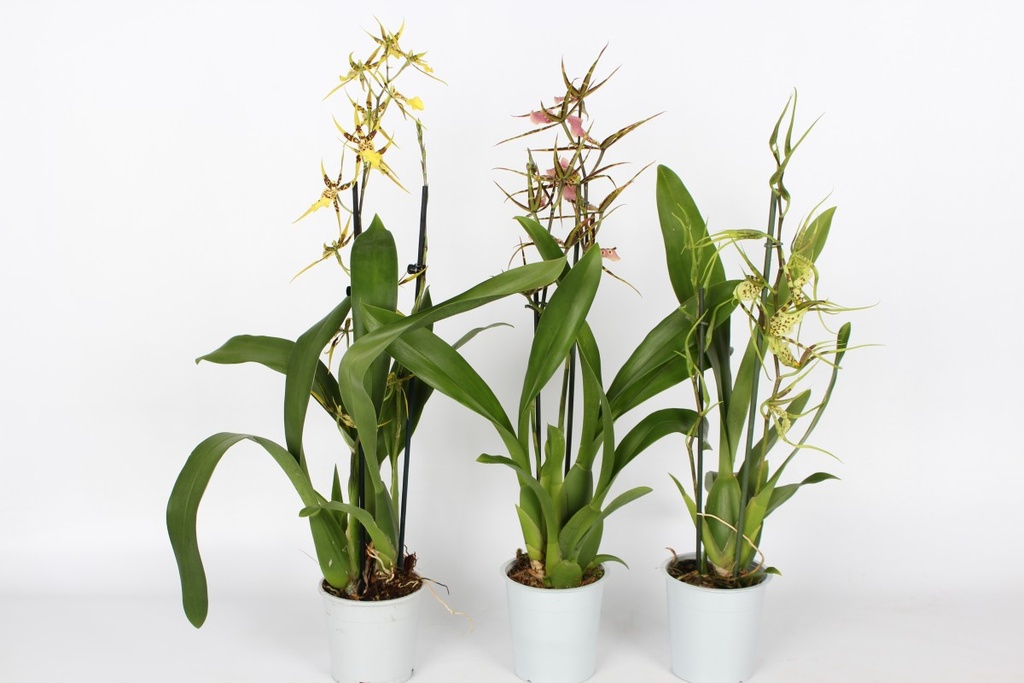 Brassia