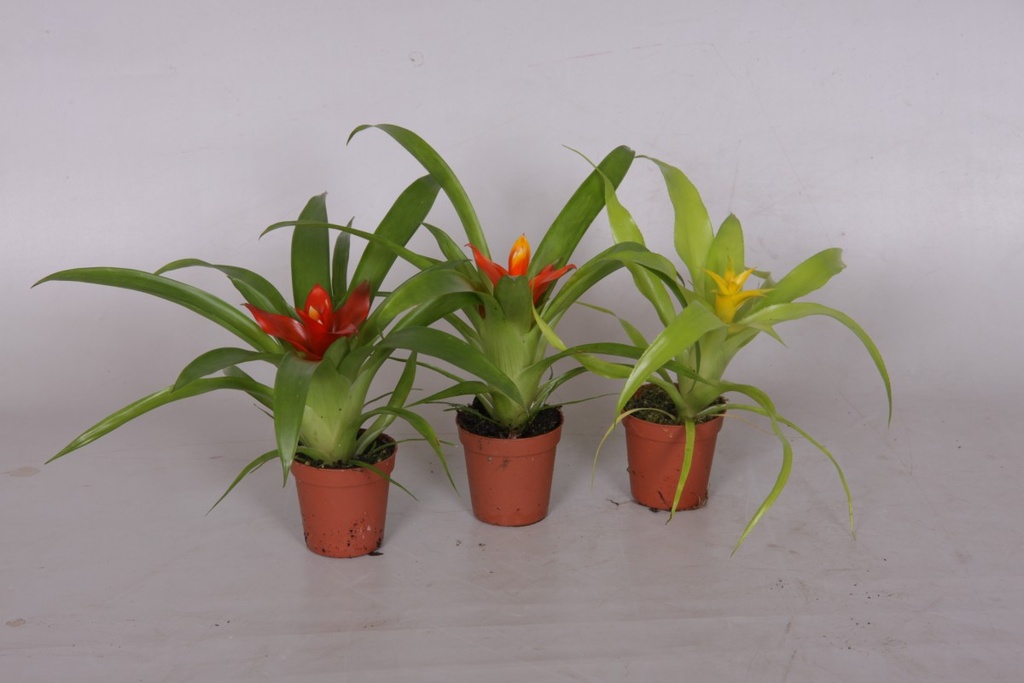 Guzmania mini