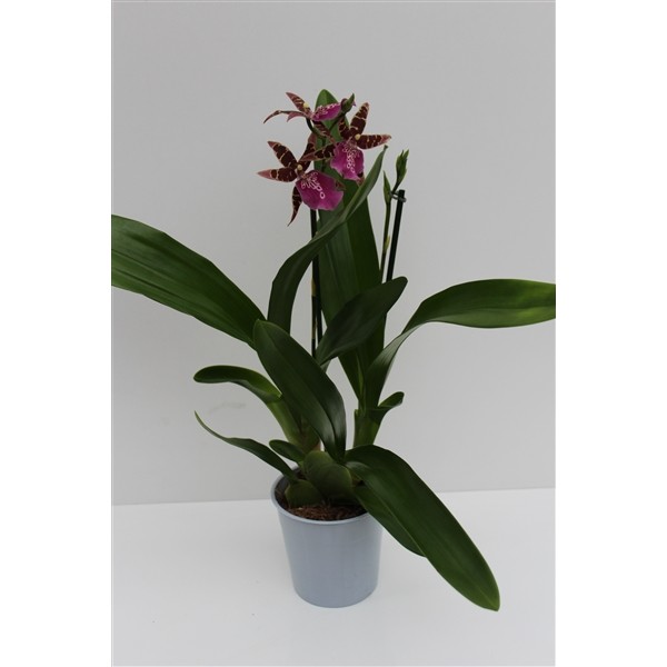 Miltassia