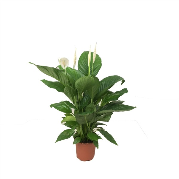 Spathiphyllum