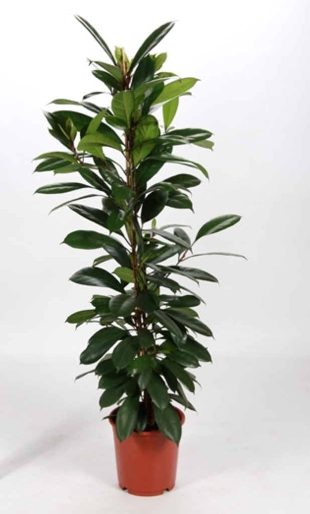 Ficus cyathistipula