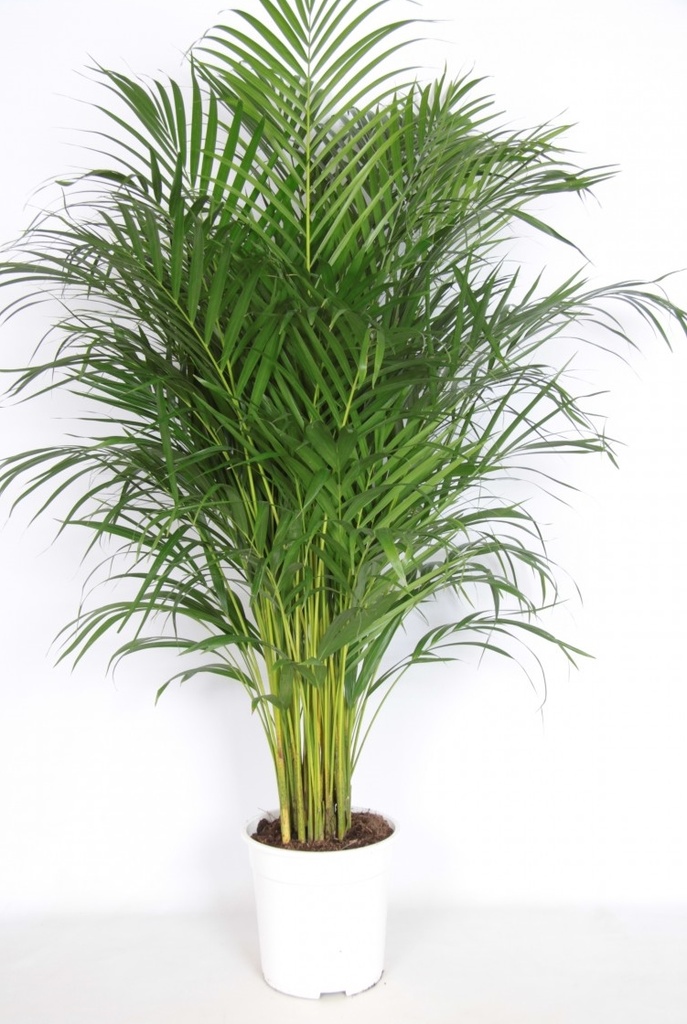 Areca lutescens