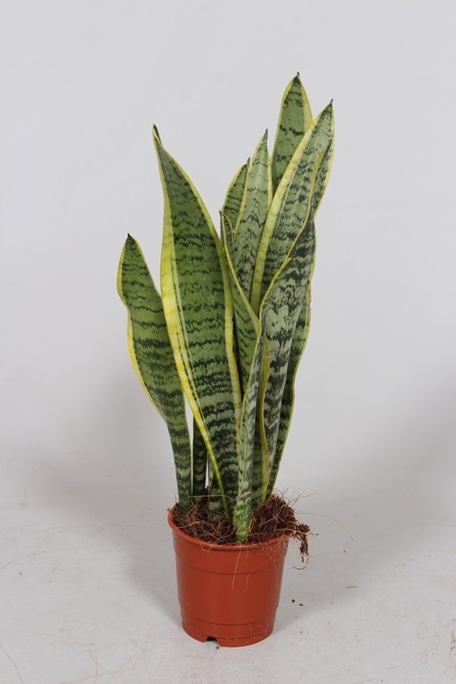 Sanseveria trifaciata 'Laurentii'