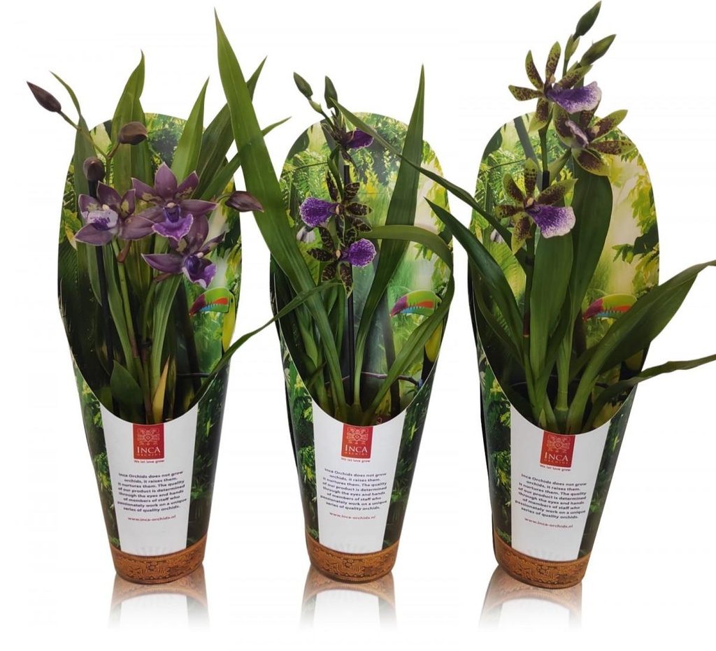 Zygopetalum