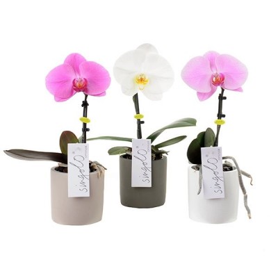 Phalaenopsis 'Singolo'