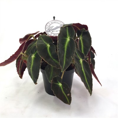 Begonia 'Brazilian Angel'