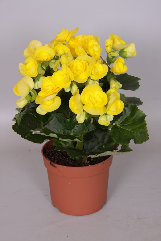 Begonia Elatior