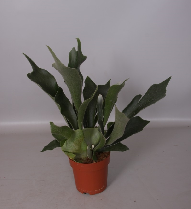 Platycerium bifurcatum