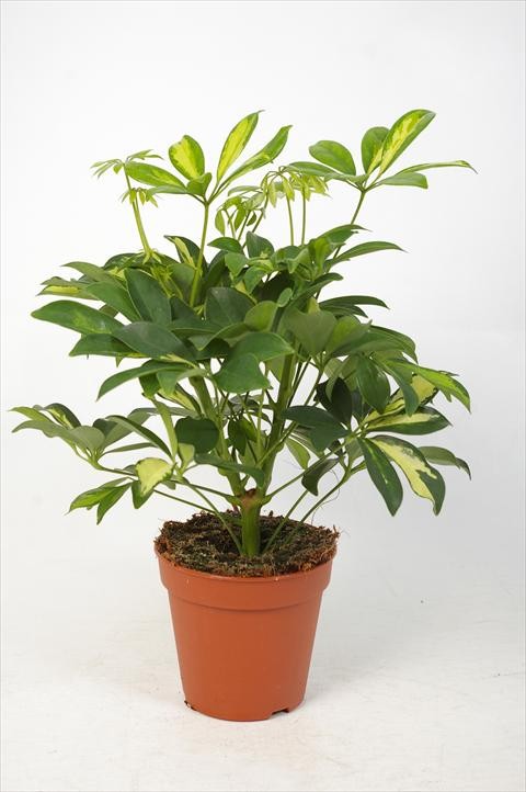 Schefflera arboricola 'Gerda'