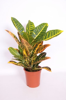 Codiaeum variegatum 'Petra'