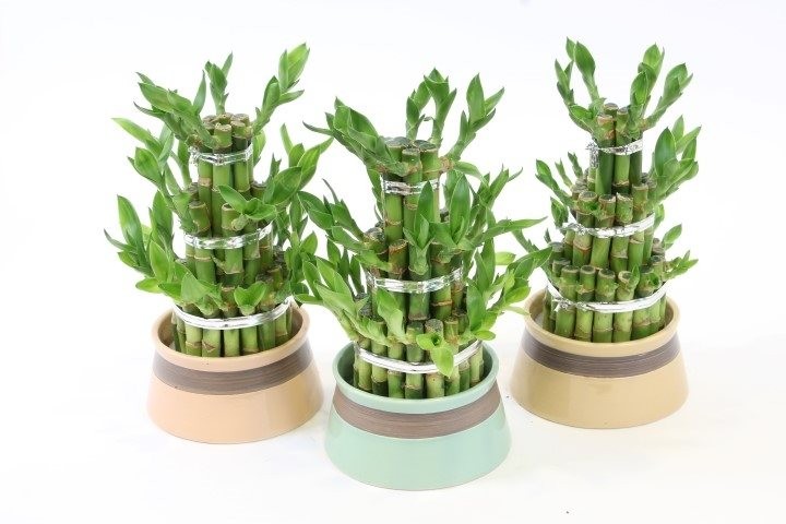 Lucky Bamboo