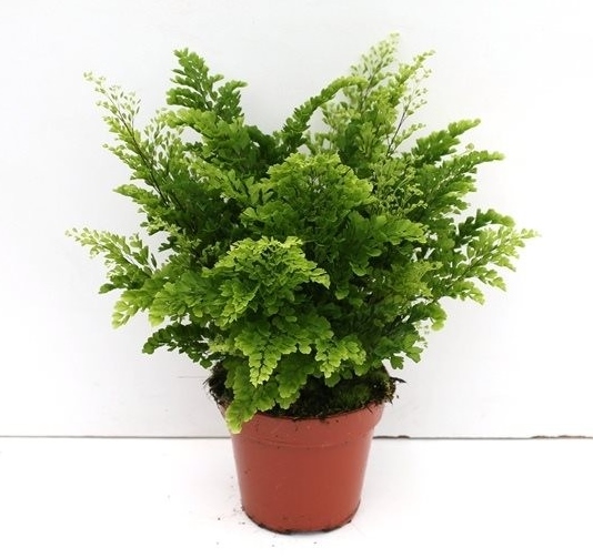 Adiantum 'Lisa'