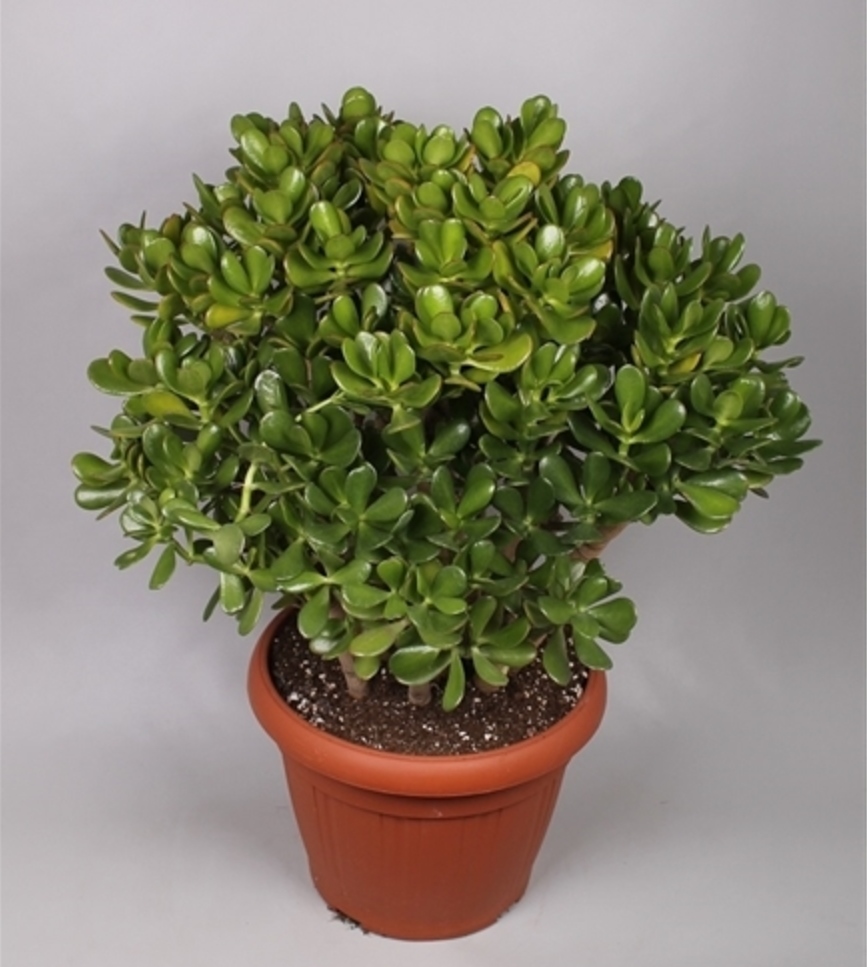 Crassula ovata