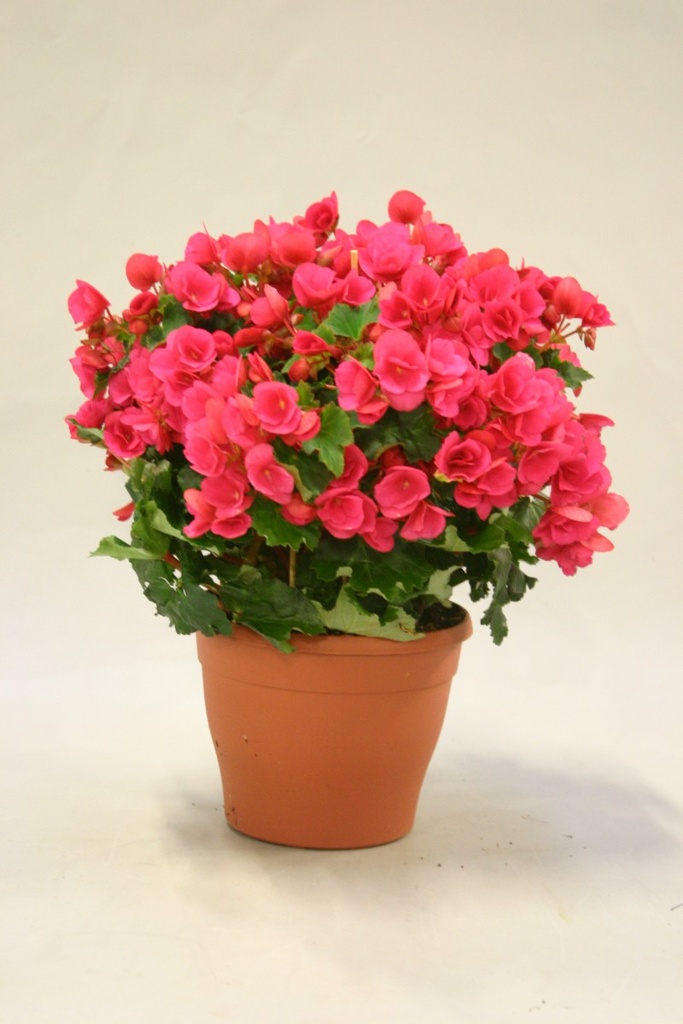 Begonia 'Betula'