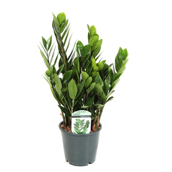 Zamioculcas zamiifolia
