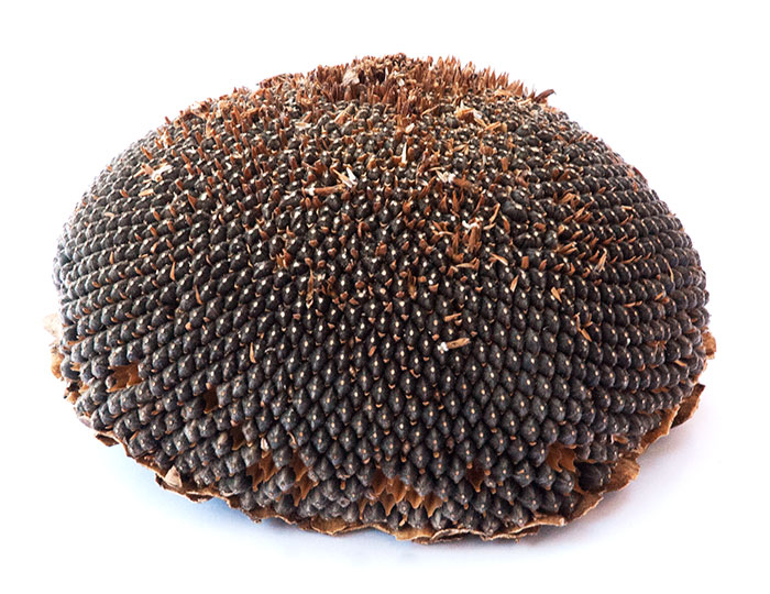 Tête de tournesol 1 p SOKO