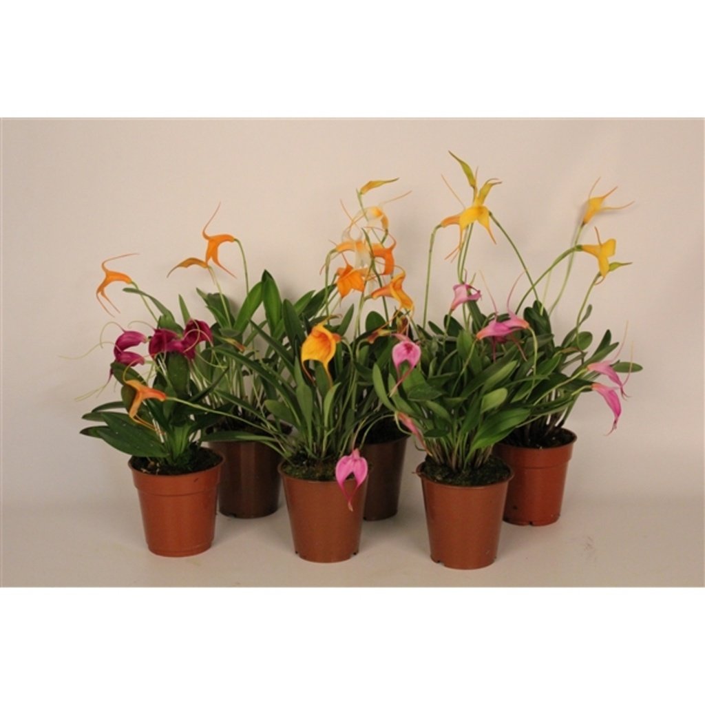 Masdevallia hybride