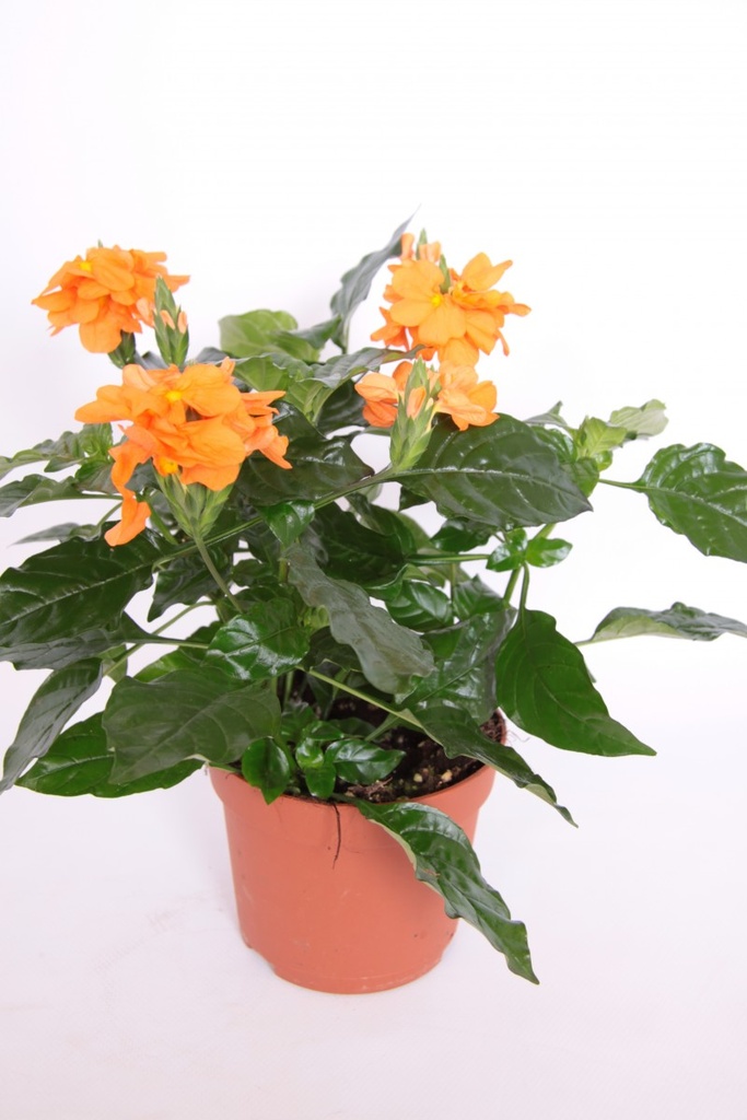 Crossandra fortuna