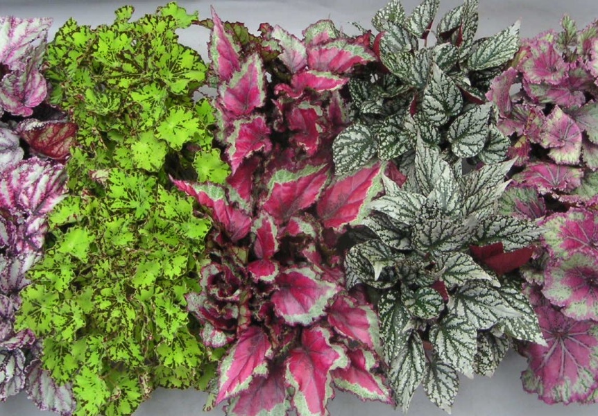 Begonia 'Magic Colors'