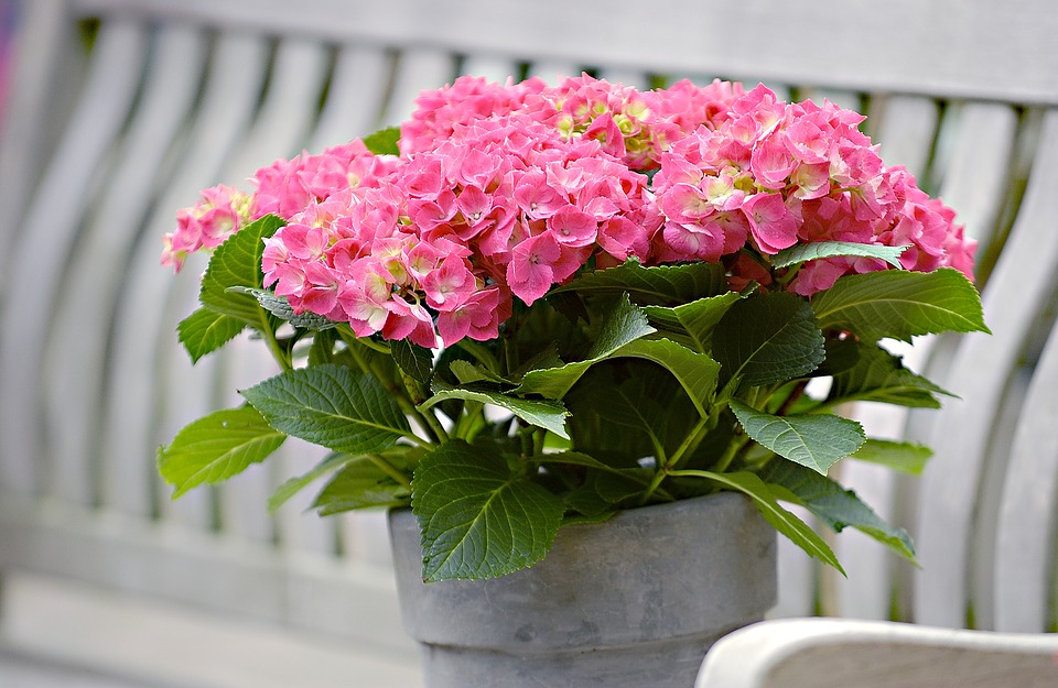 Hortensia
