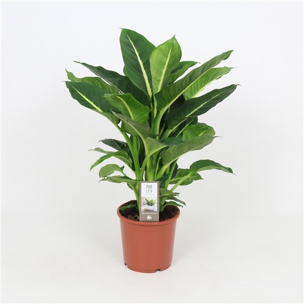 Dieffenbachia 'Green Magic'