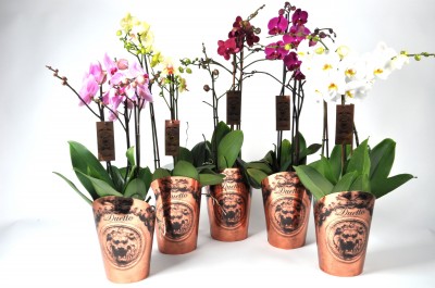 Phalaenopsis 'Duetto'