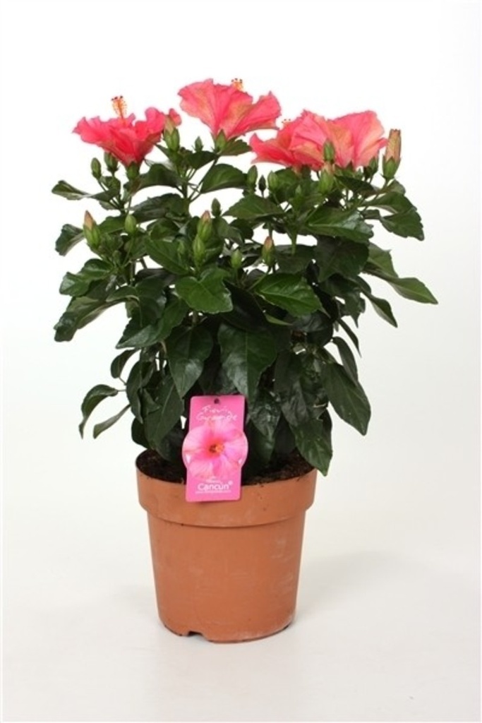 Hibiscus rosa-sinensis