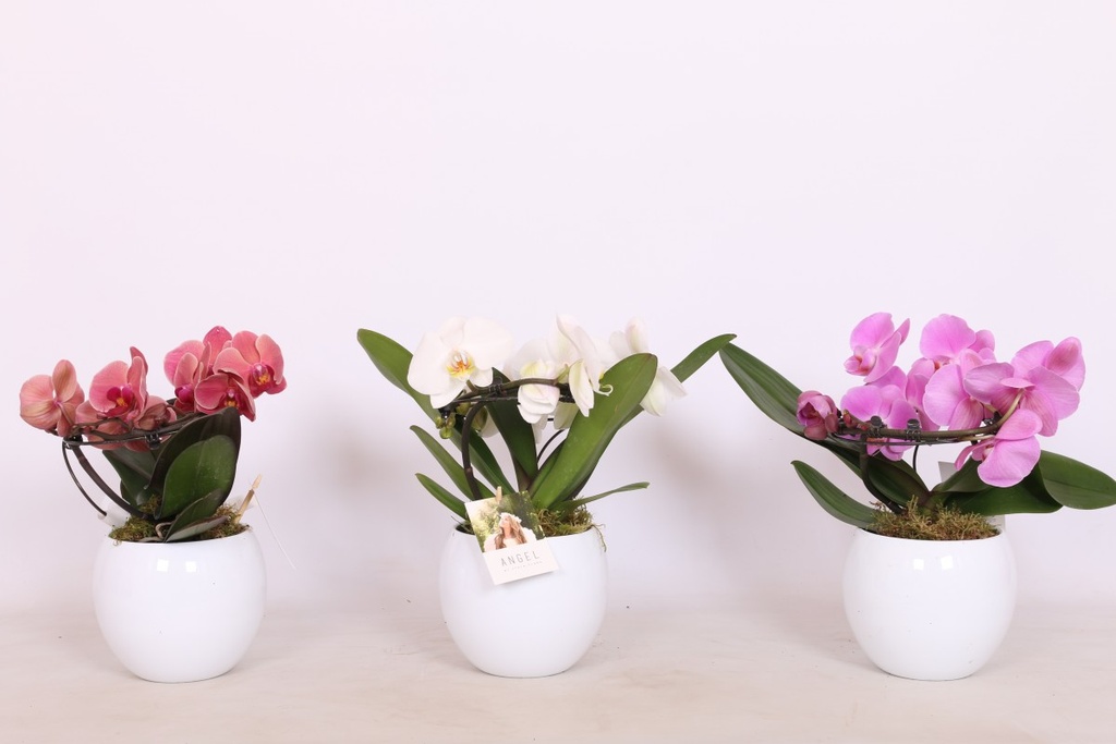 Phalaenopsis 'Angel'