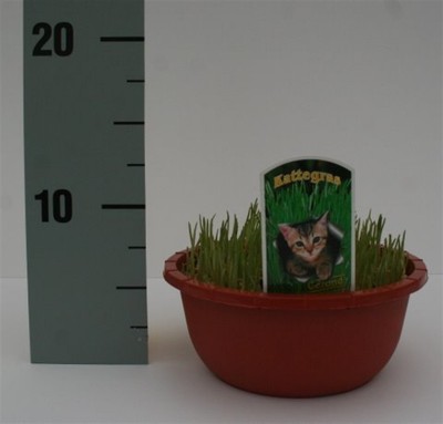 Herbe à chat