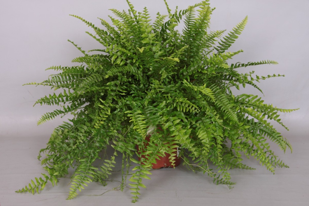 Nephrolepis exaltata 'Boston'