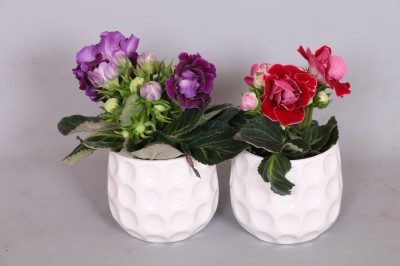 Gloxinia