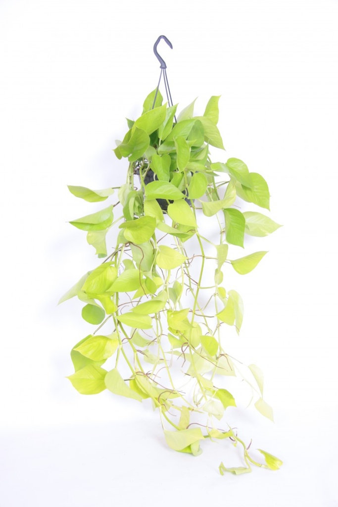 Scindapsus pictus 'Golden Pothos'