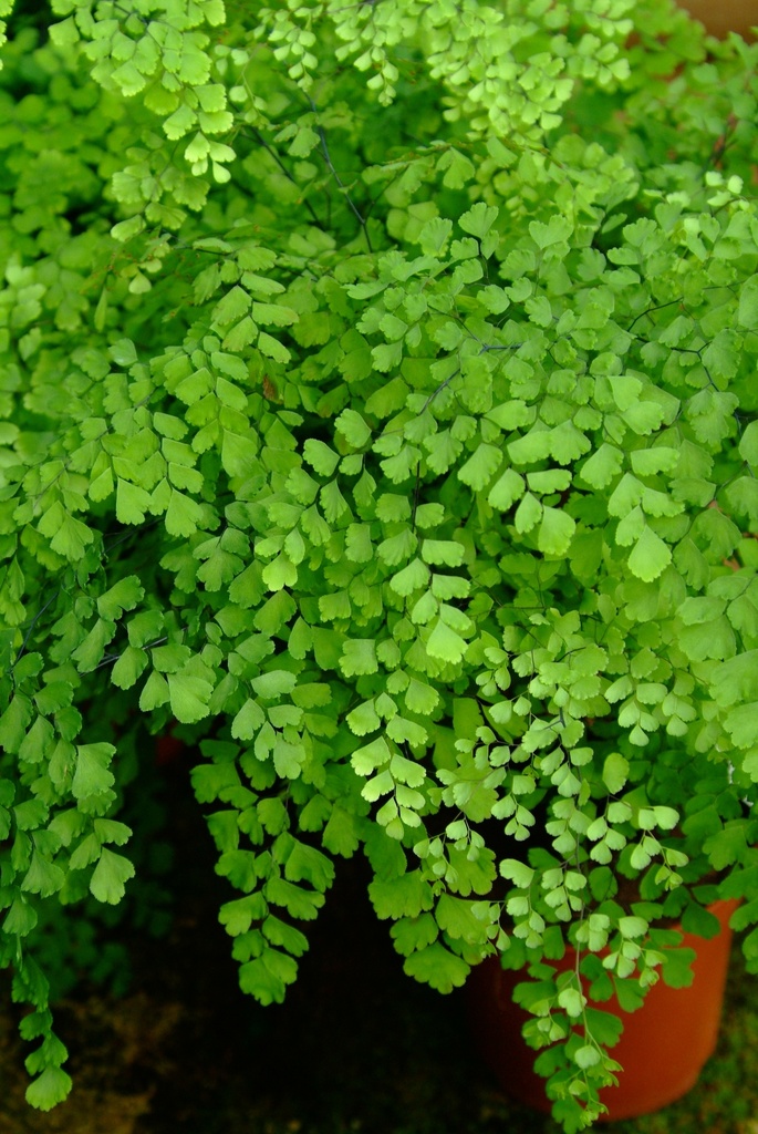 Adiantum fragrans