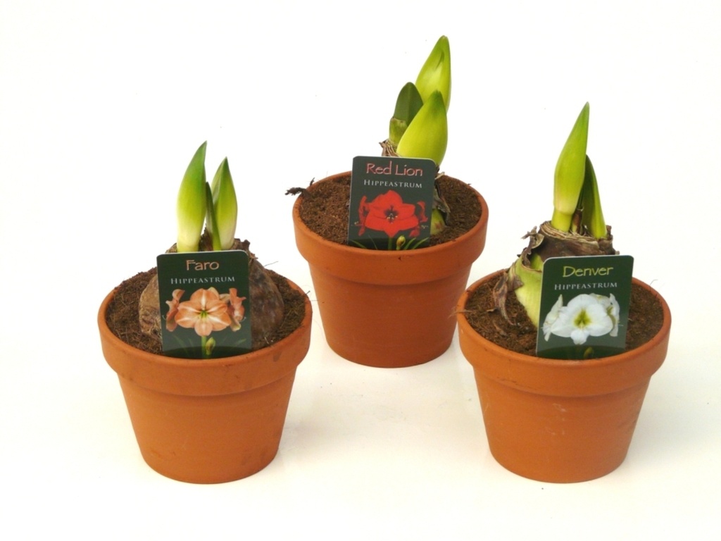 Amaryllis
