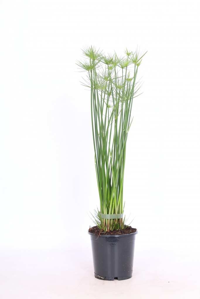 Cyperus haspan